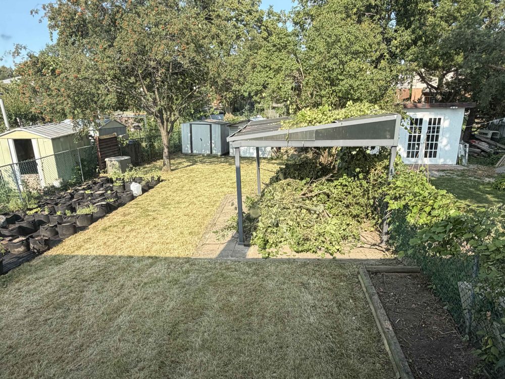 Backyard after cleanup — tidy lawn
