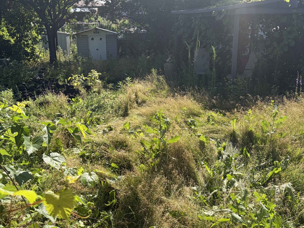 Backyard before — overgrown
