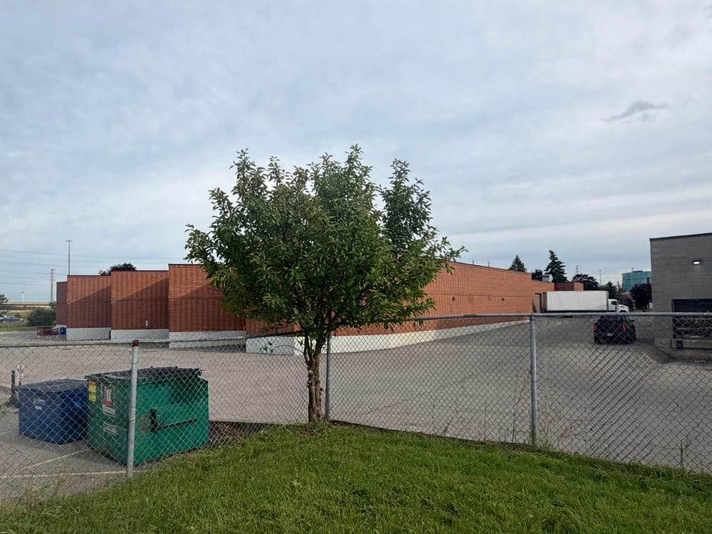 Overgrown tree at an industrial lot after pruning — canopy cut back and lifted, fence and dumpsters clear