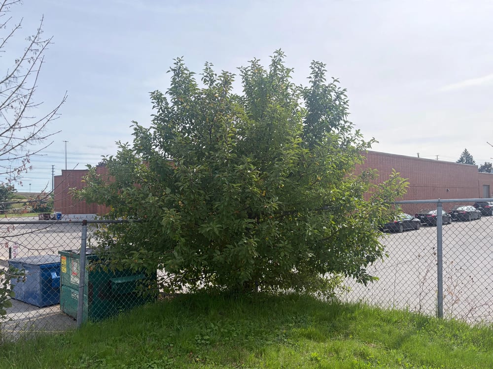 Overgrown tree at an industrial lot before — a dense mass over the chain-link fence and the dumpsters
