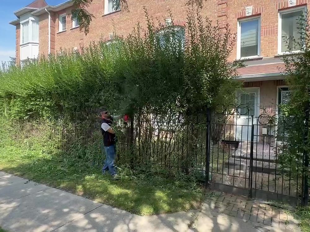 Front-gate hedge before — wild growth covering the fence and gate