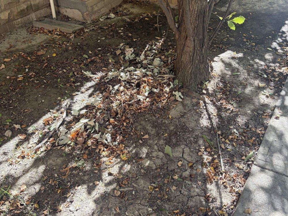 Fall cleanup before — fallen leaves and debris piled under the tree