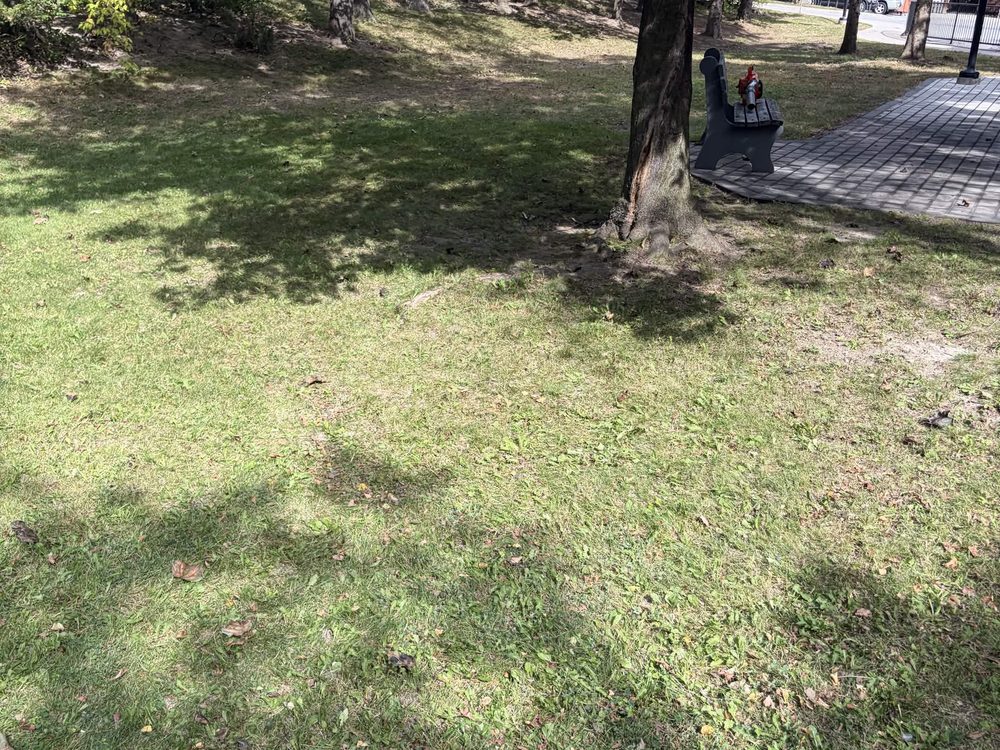 Fall leaf cleanup after: the lawn under the trees cleared of leaves, beside the paved path and bench