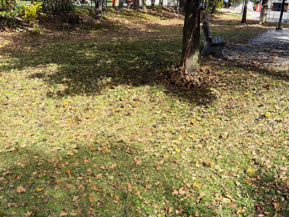 Fall leaf cleanup before: fallen leaves across the lawn and piled at the base of the tree