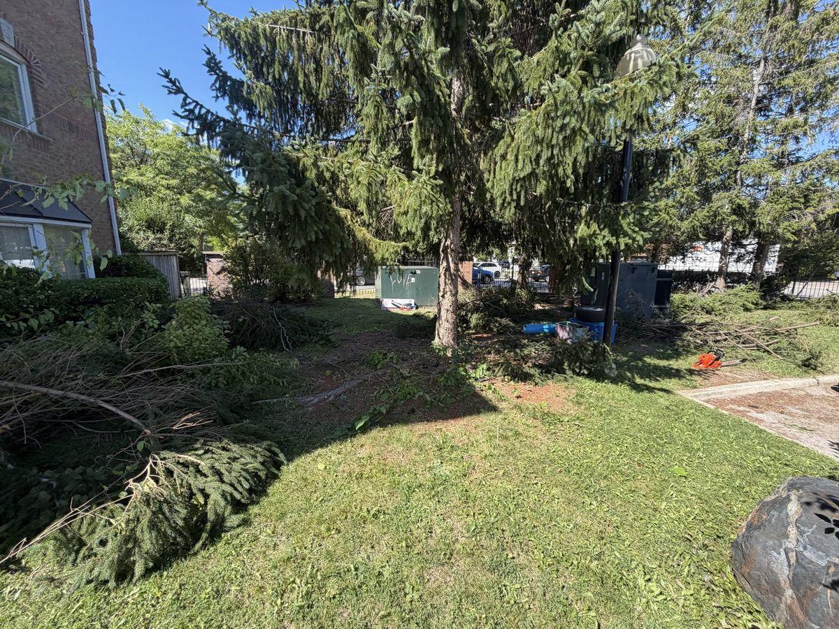 Spruces along the property edge with the first low branches down on the lawn