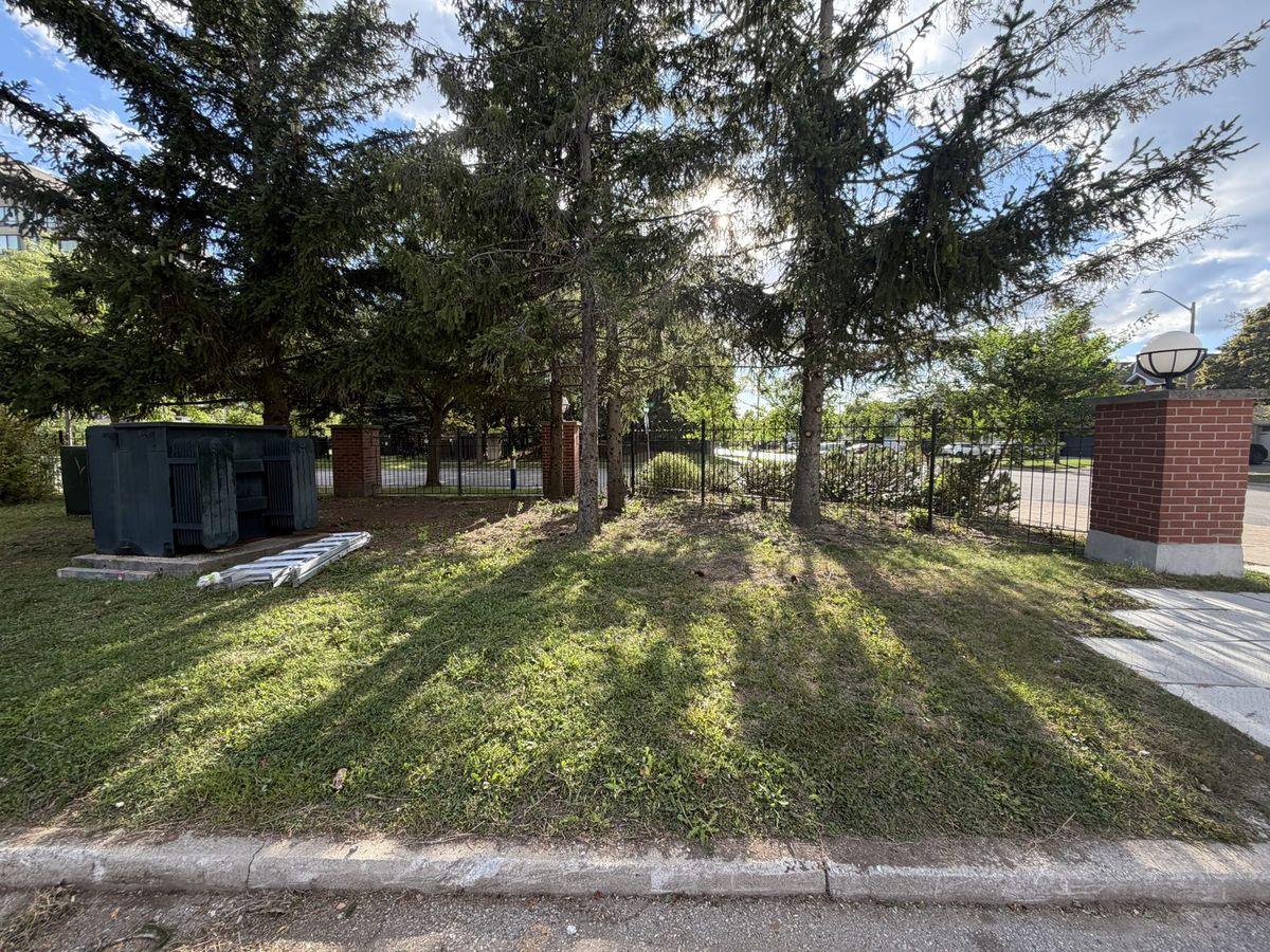 Row of spruces beside the parking area and waste bins after the lower branches came off