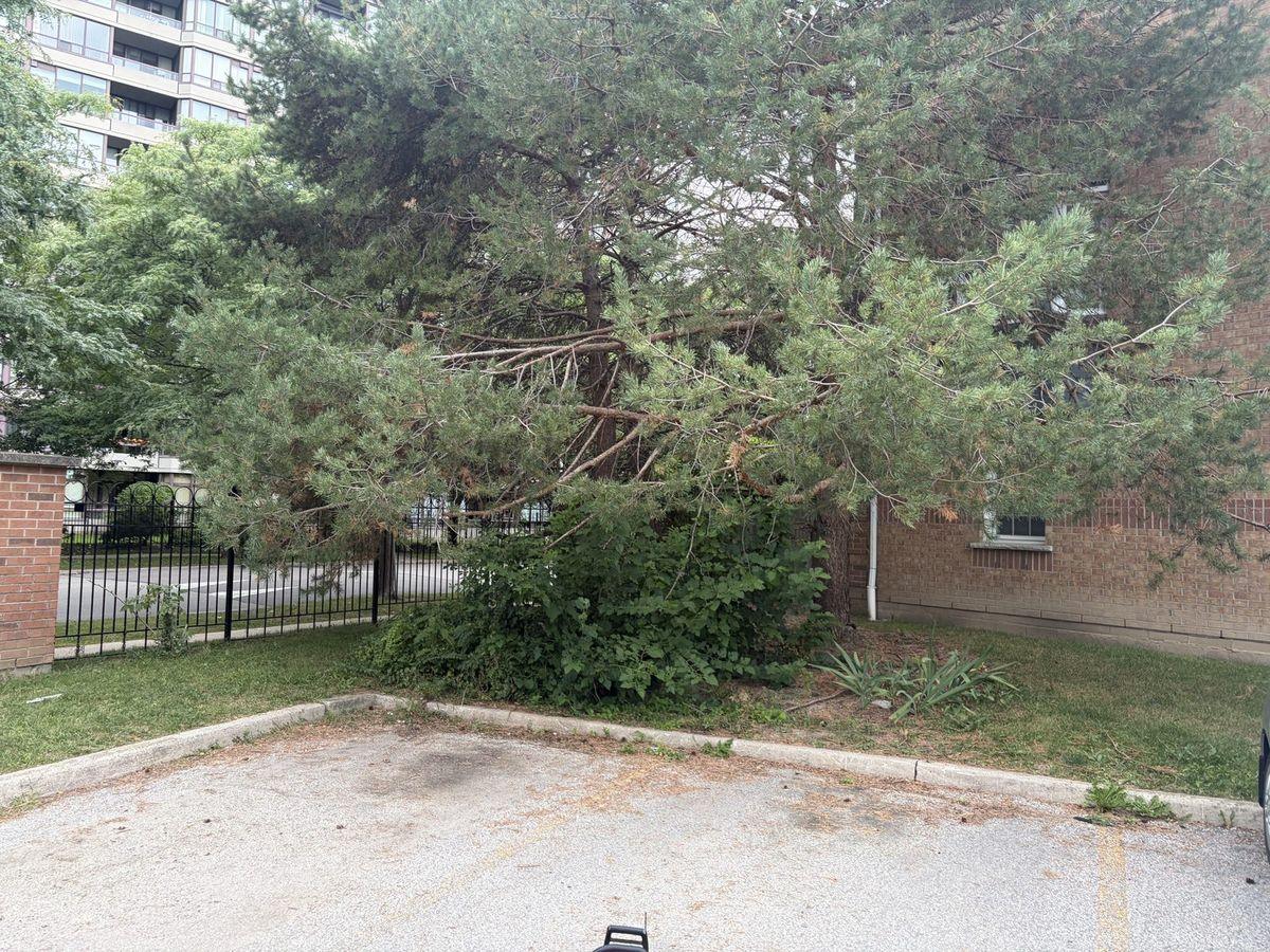 Pine beside the parking area with low branches over the lot