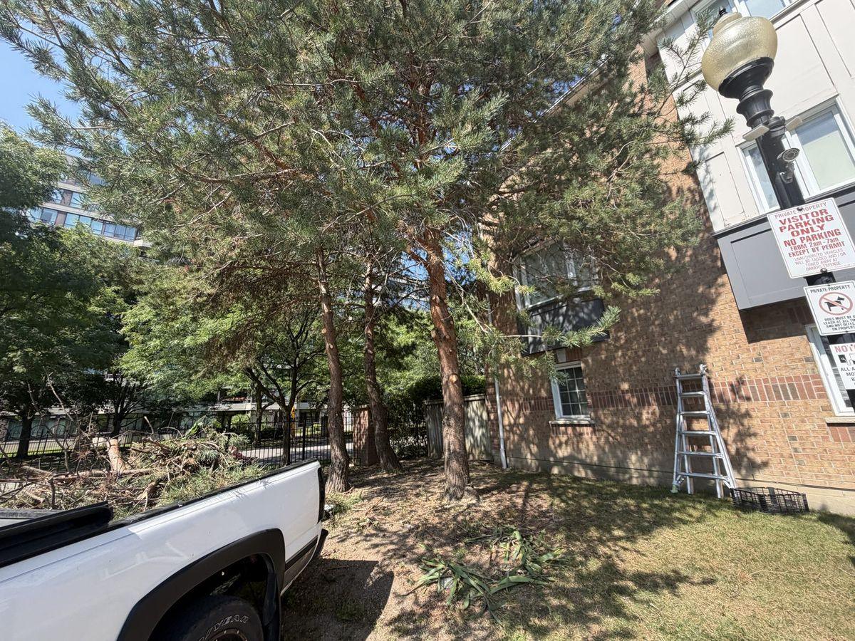 Pines beside a townhouse building, ladder in place for the higher cuts
