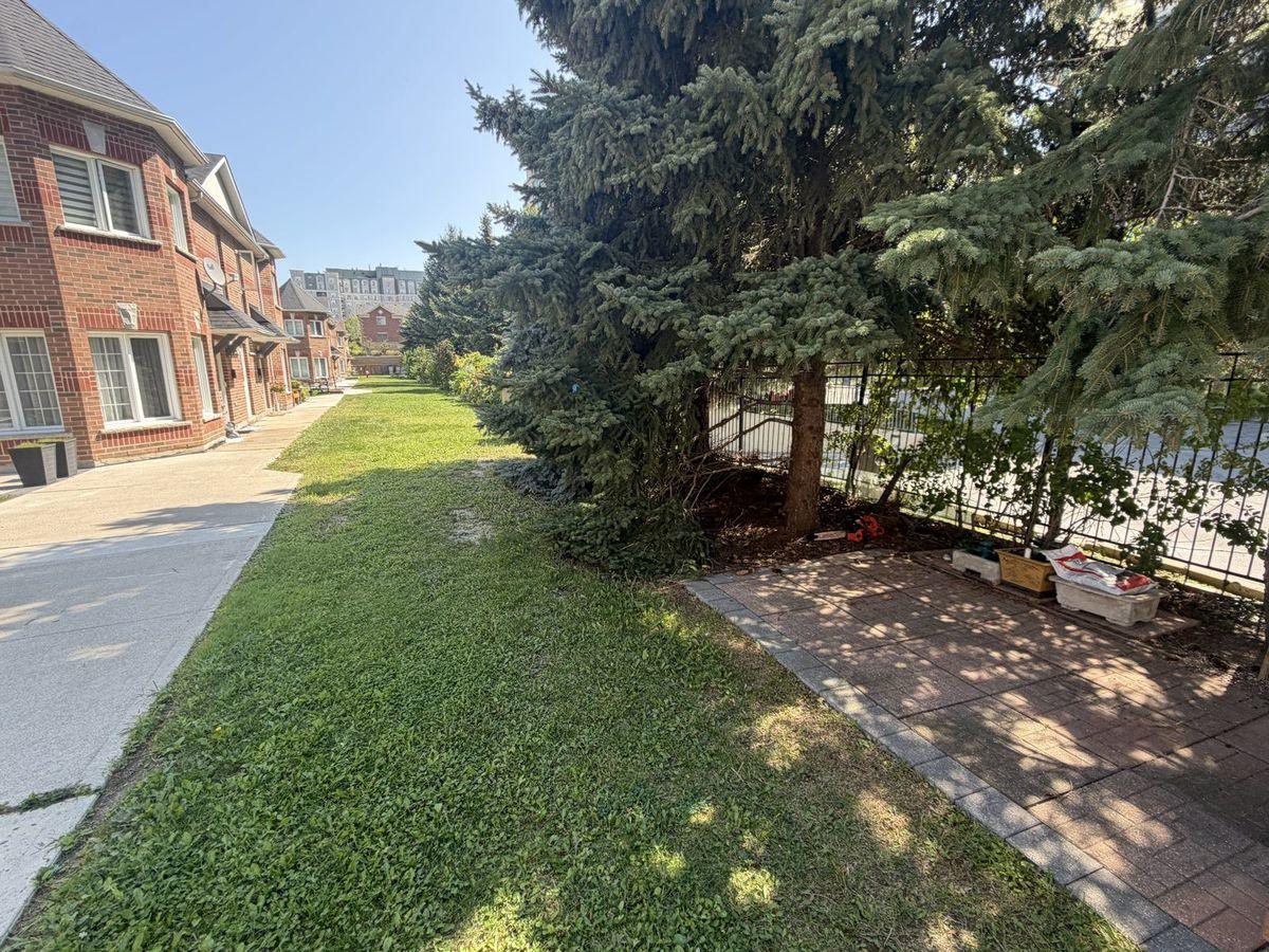Spruces along the walkway between the townhouse rows