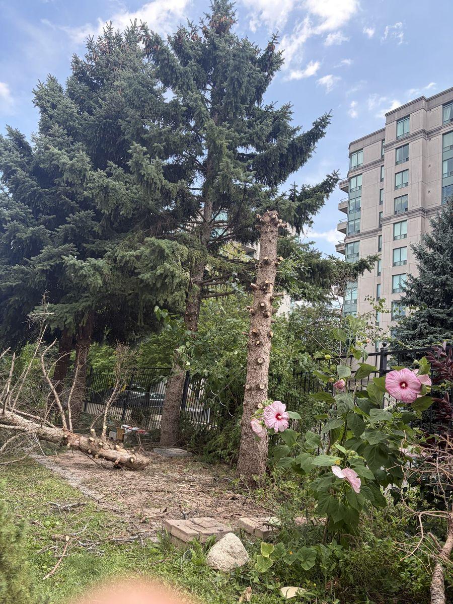 Trunks cleared beside the condo tower, ground raked