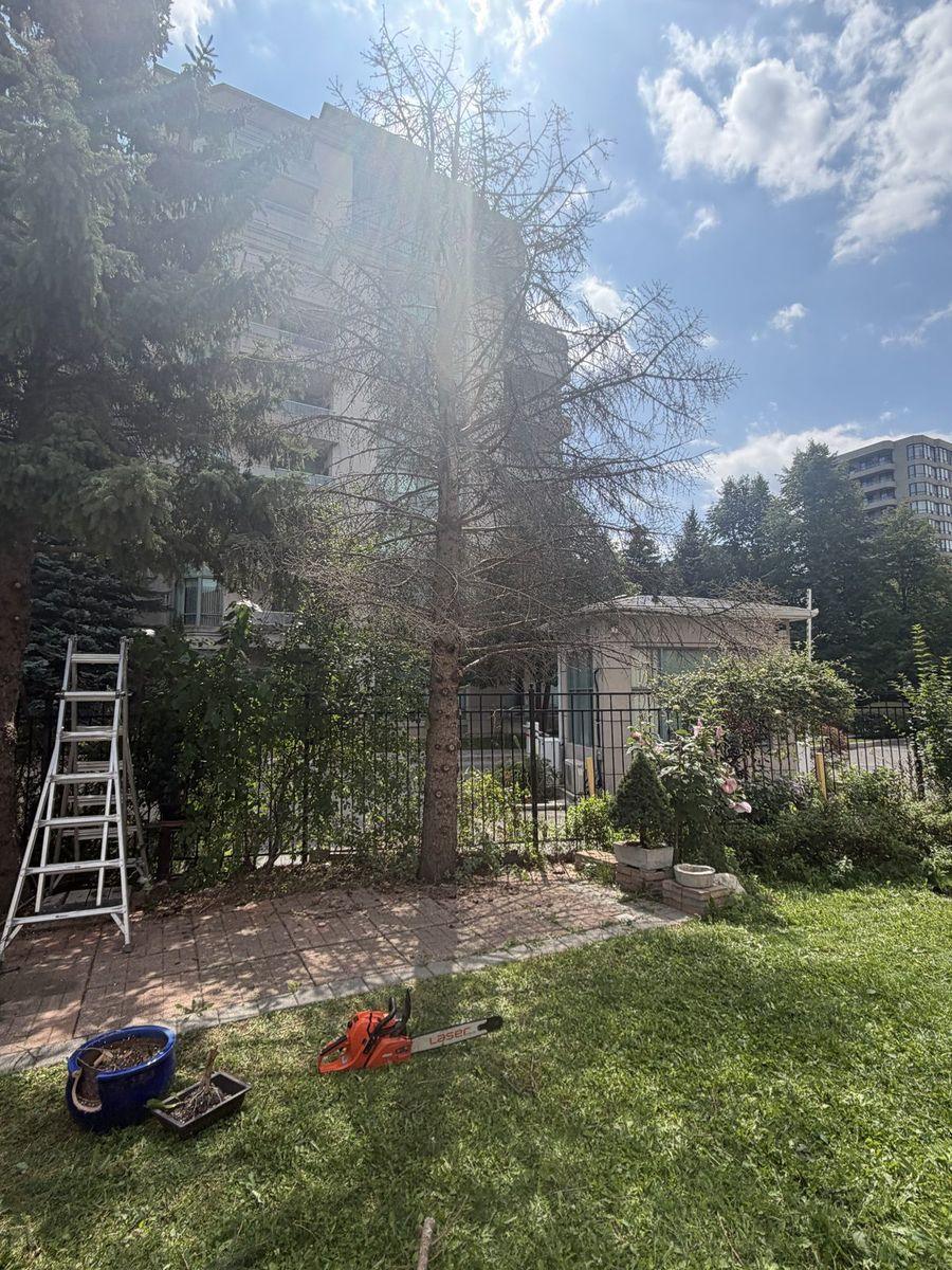 The dead spruce before removal, with the ladder set up beside it