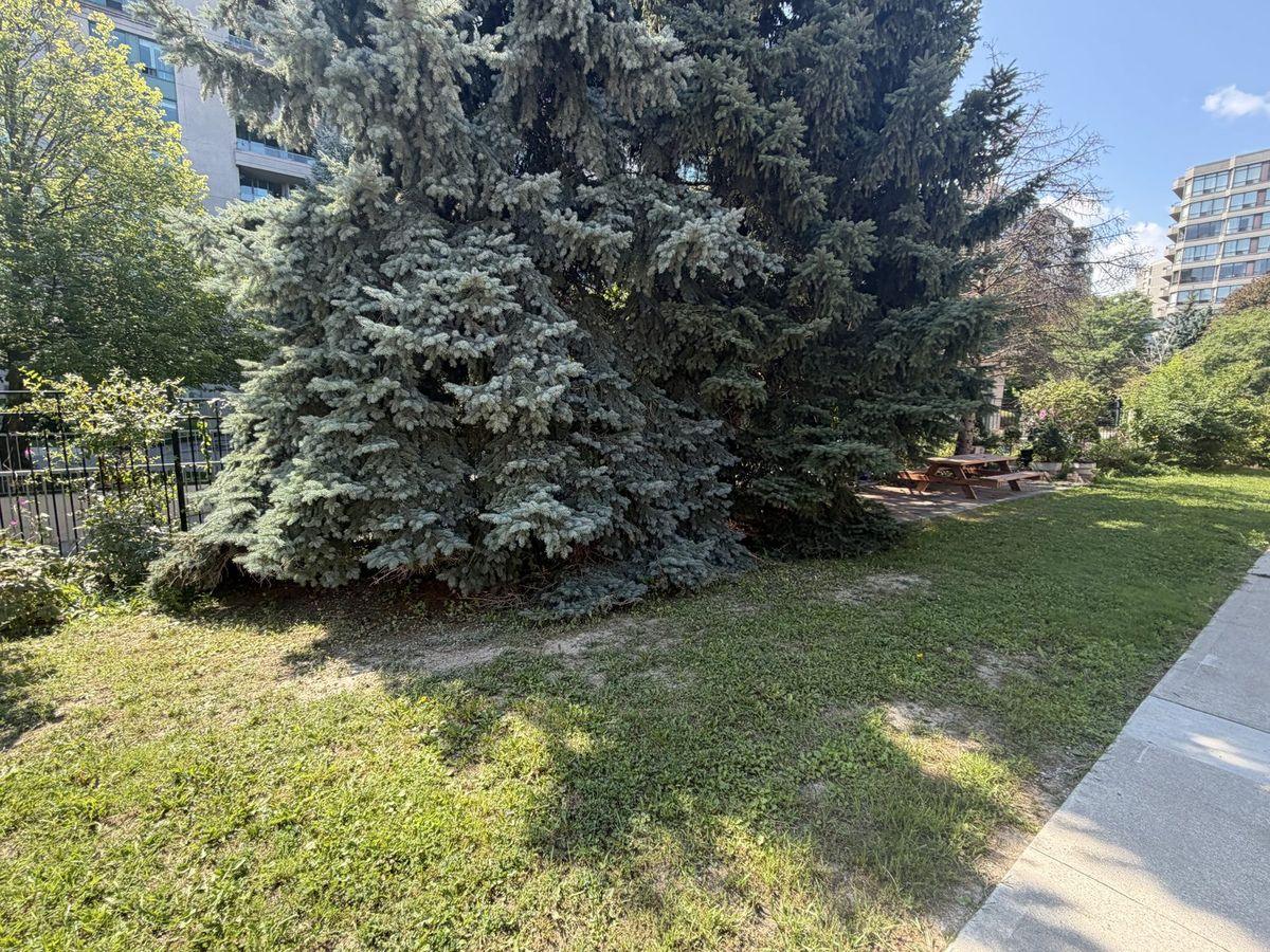 Blue spruces before, with branches sweeping the lawn and the picnic area behind