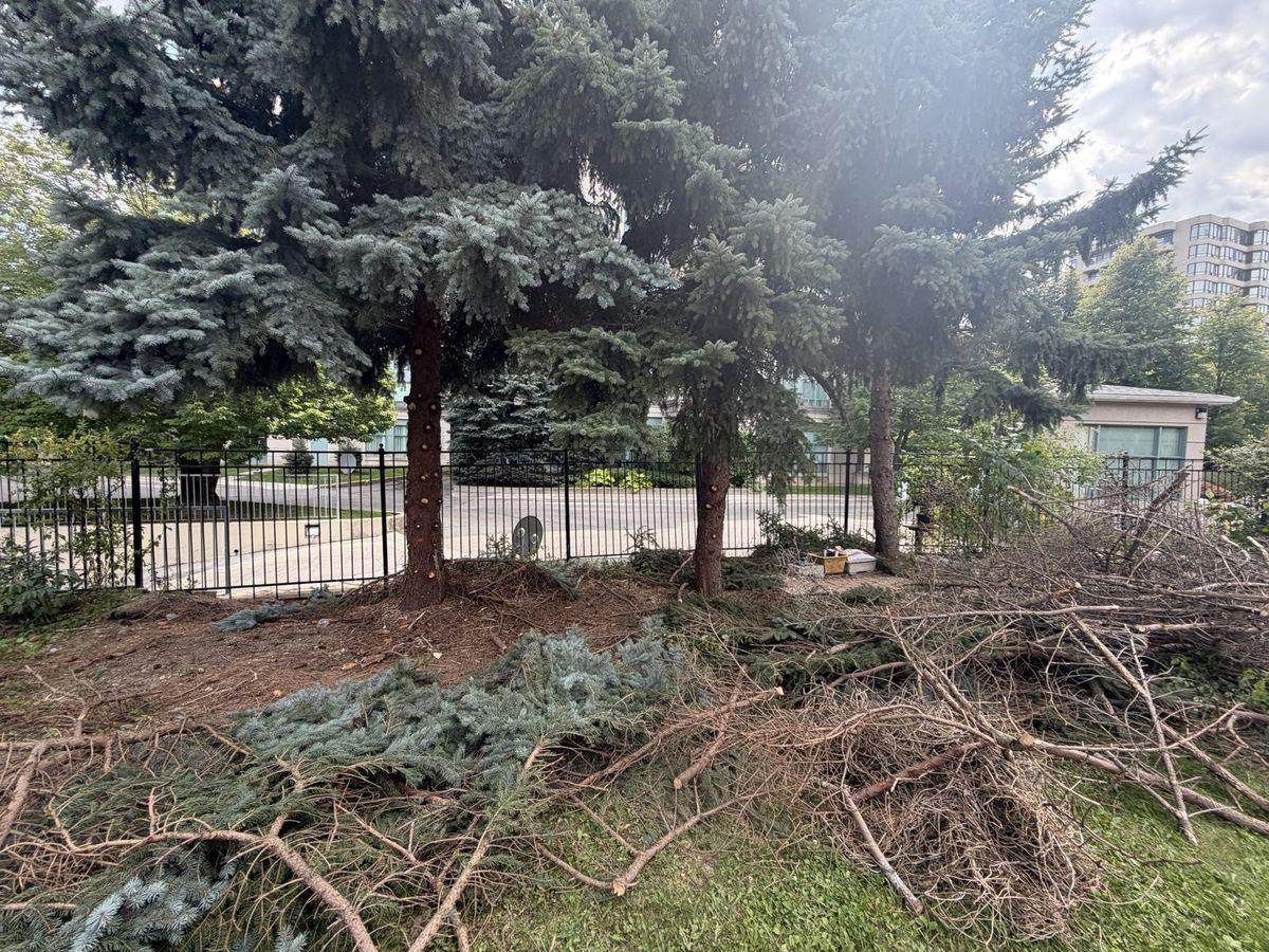 Cut spruce branches piled along the fence, ready to be hauled away