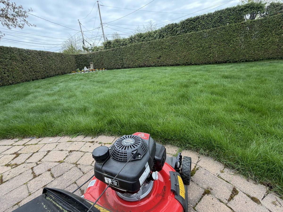 Freshly cut lawn enclosed by tall cedar hedges, mower on the interlock circle