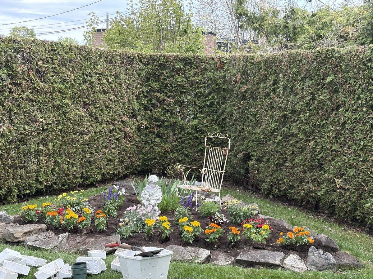 New flower bed with a stone border in front of a clipped cedar hedge