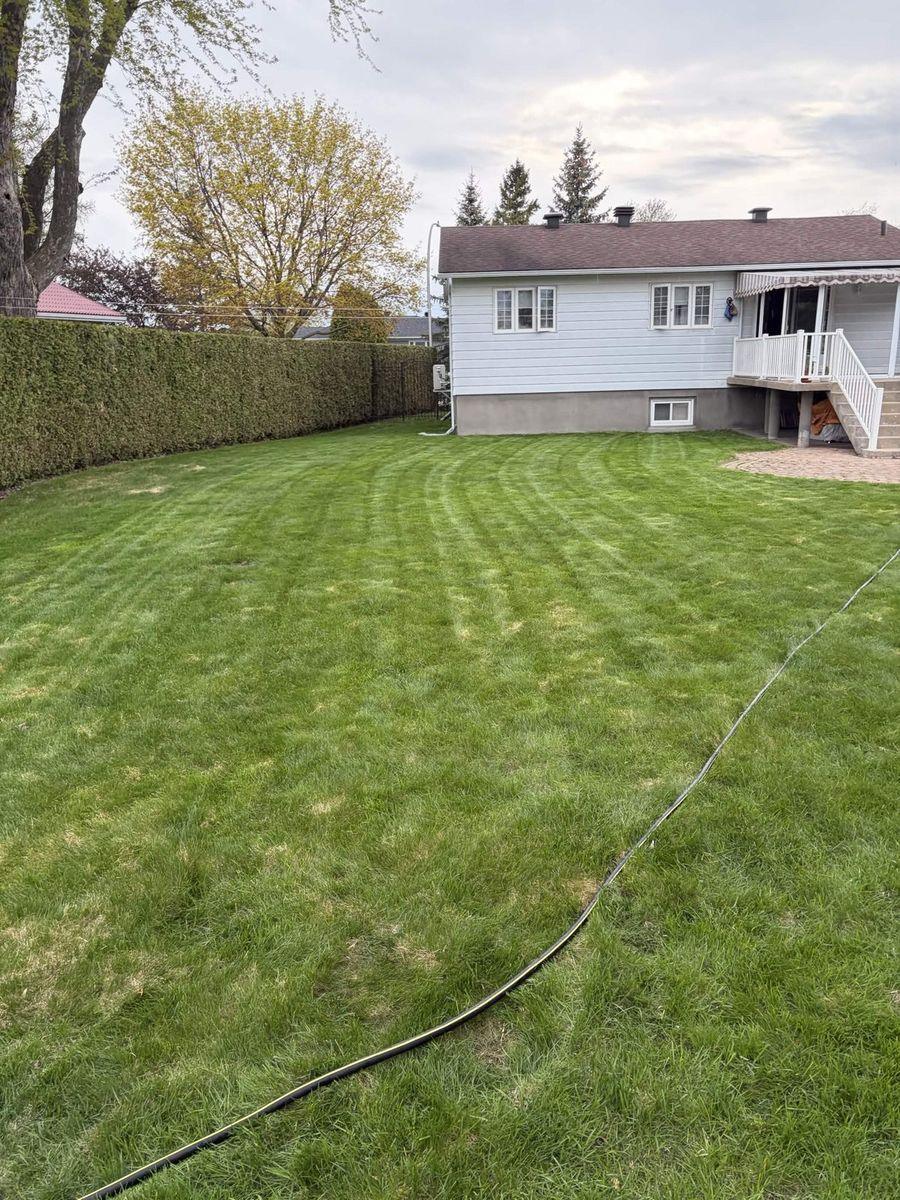 Backyard lawn cut in stripes