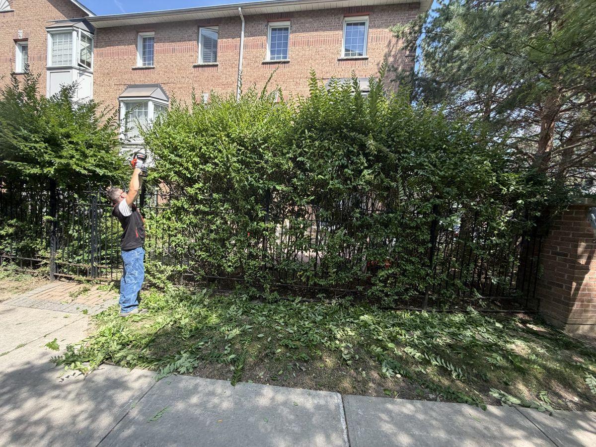 Crew member trimming a tall hedge row behind the iron fence along the sidewalk