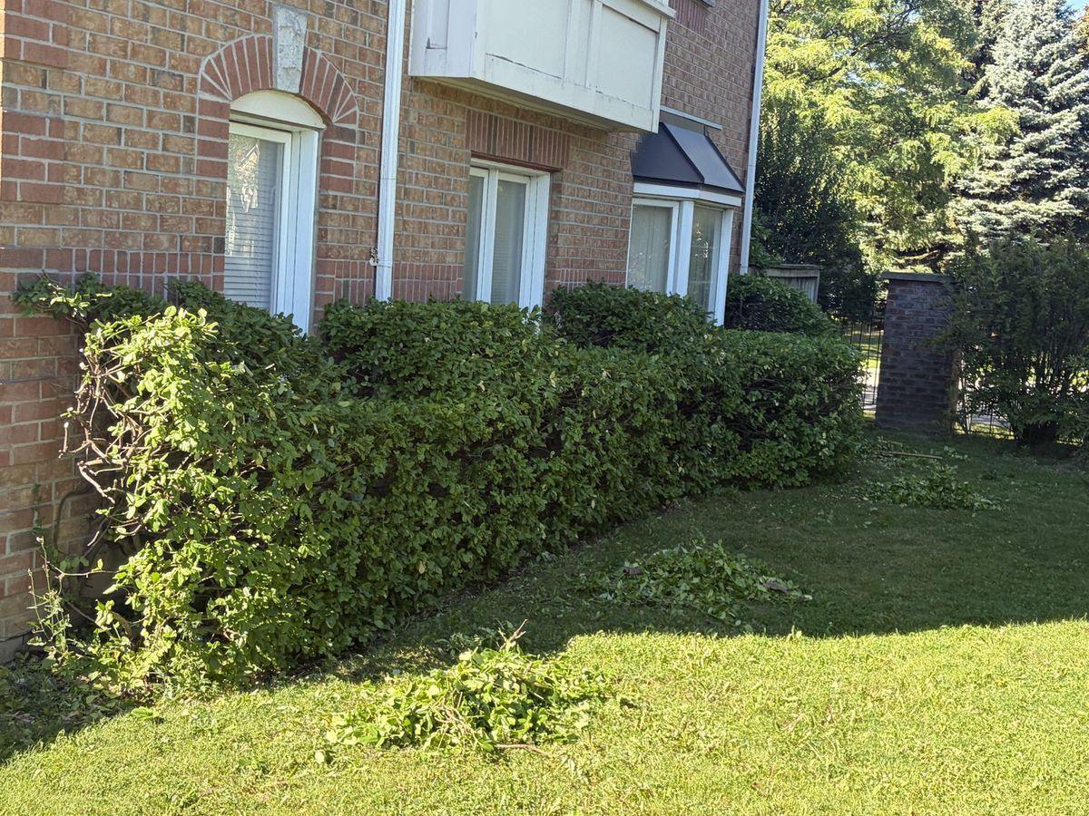 Hedge beside a townhouse building after shaping