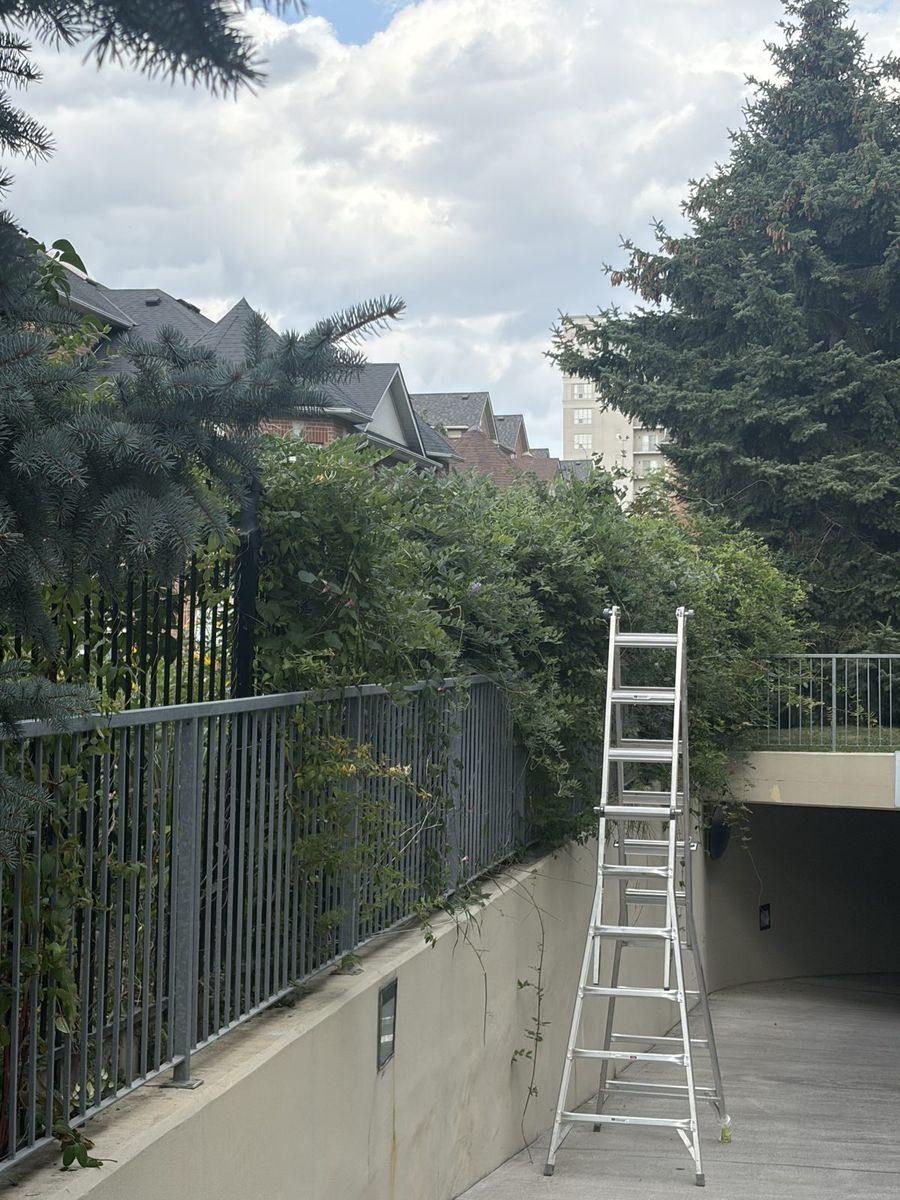 Hedge along the underground parking ramp railing, with the ladder used for the high side