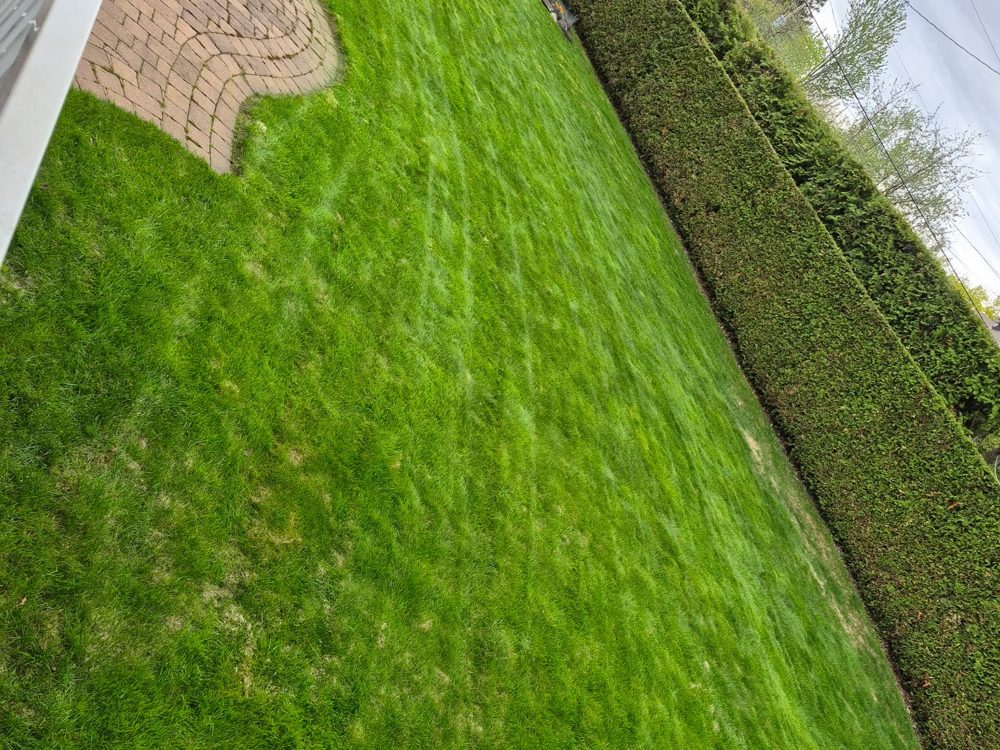 Lush striped lawn after mowing